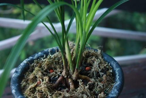 暖心兰图片,暖心兰的美丽瞬间